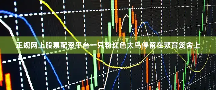 正规网上股票配资平台一只粉红色大鸟停留在繁育笼舍上